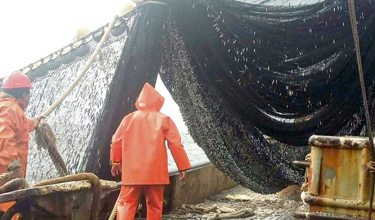 Second fishing season: 360,660 tons are juveniles