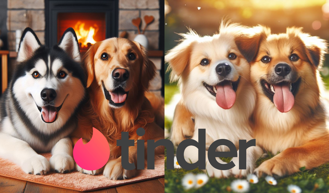 ¿Tinder para perros? Estas son las aplicaciones para conseguirle pareja a  tu mascota