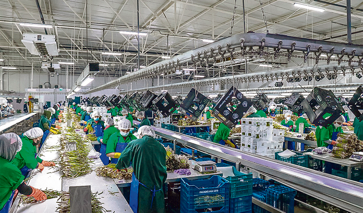Agroexporters will contribute only 6% to EsSalud from today
