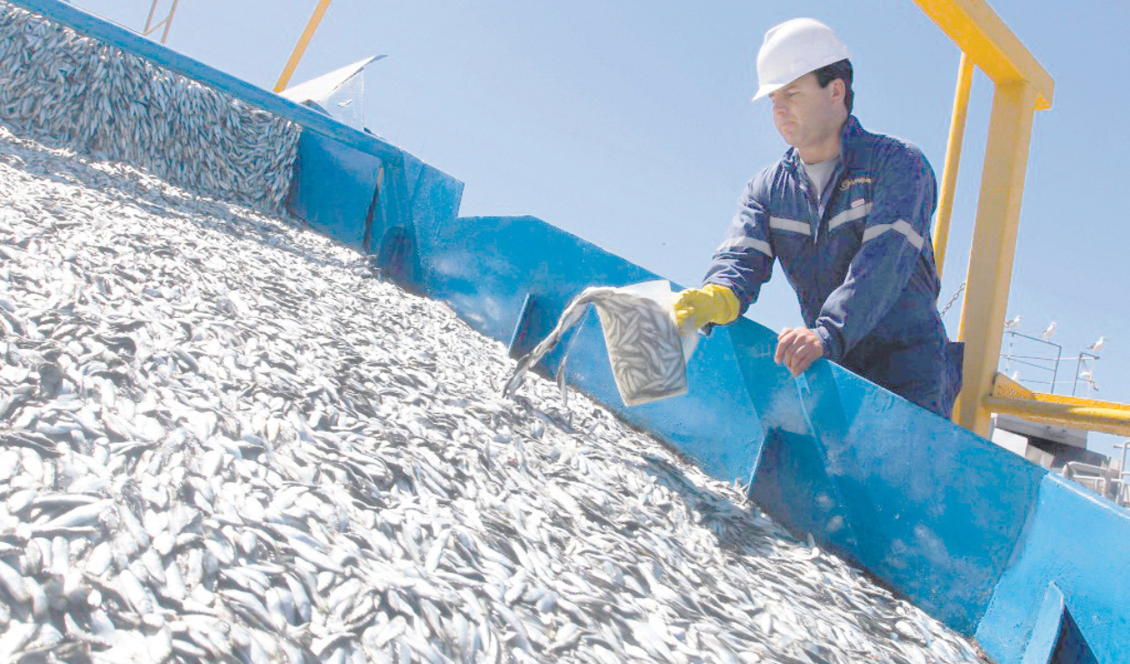 Anchovy fishing registers more than 100 closed areas