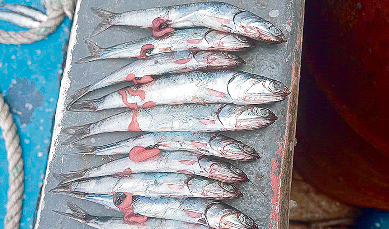 Second fishing season would close without completing the quota