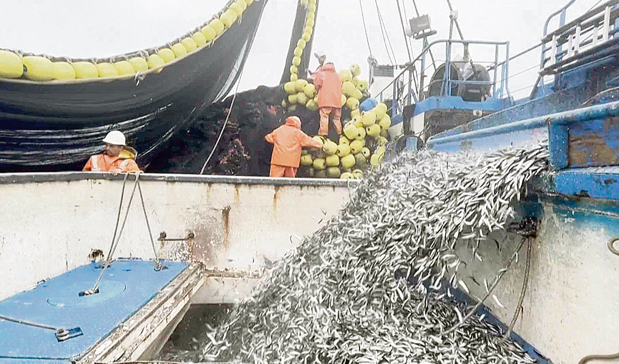 Produce concludes anchovy season at 70% of quota