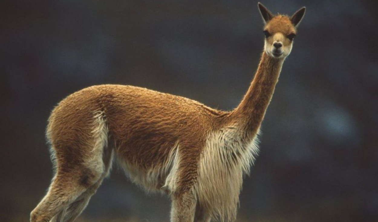 Did you know that the vicuña has the most expensive and exclusive wool