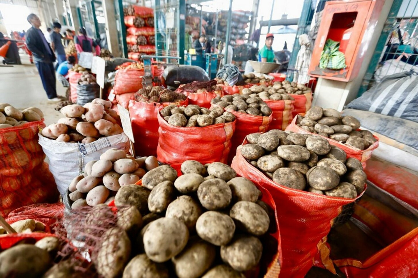 Potato supply has doubled this week in Lima: prices should accelerate