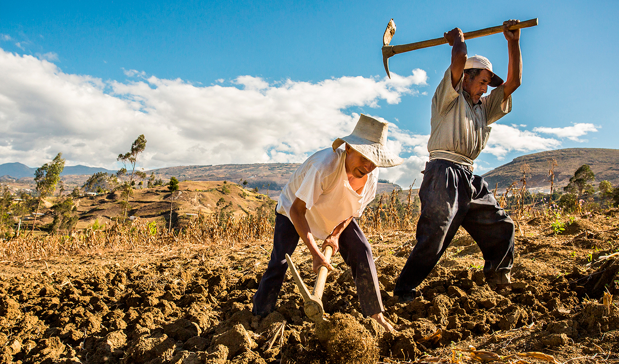 Midagri activates agricultural insurance to address the impacts of natural phenomena such as El Niño