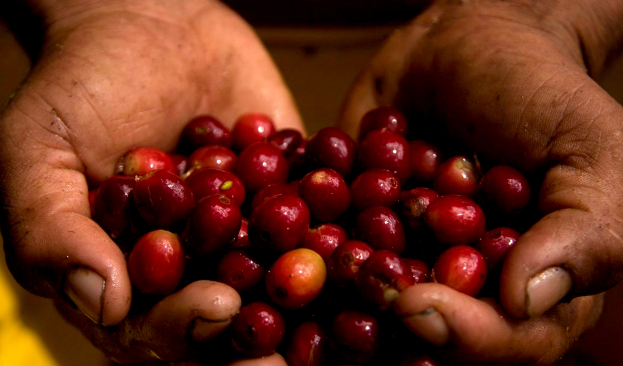 Europe could close the doors to Peruvian coffee exports