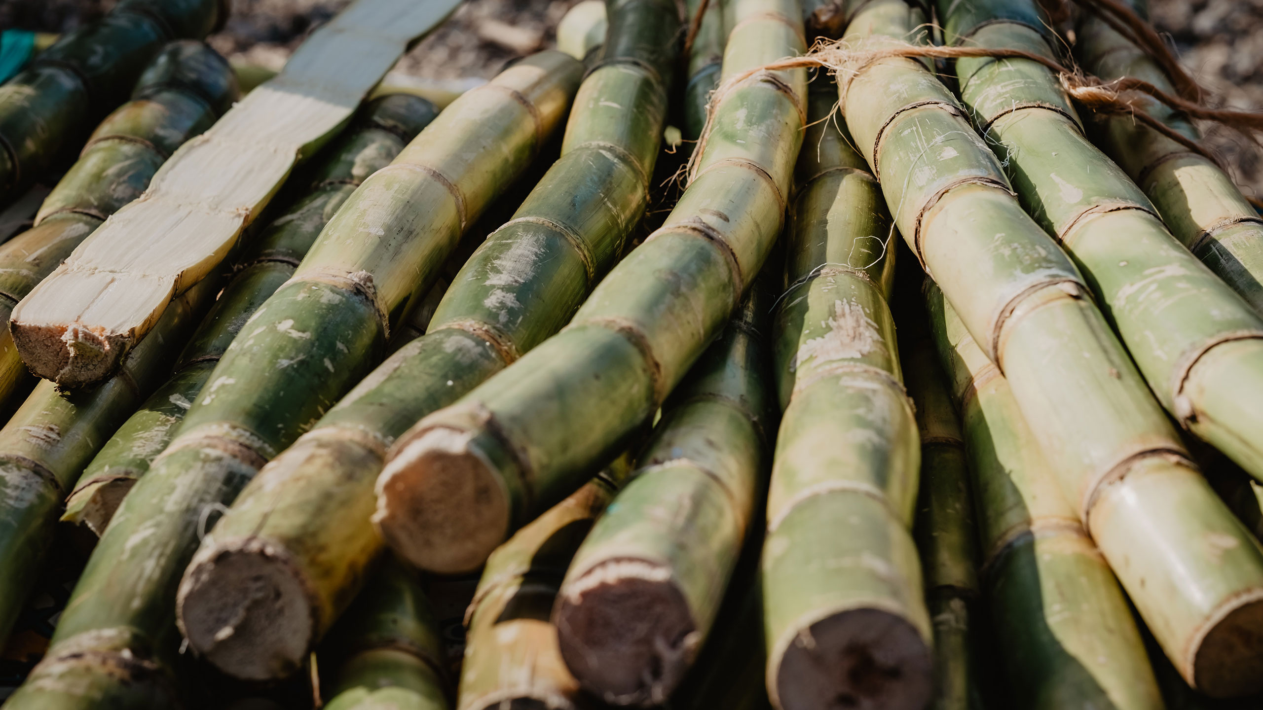 Cane production for the sugar industry in Peru exceeded 10 million MT in 2023