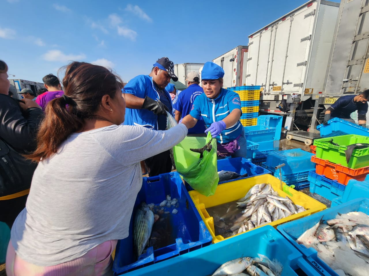 Holy Week: the price of tuna continues to rise and is sold at S/6.00 per kilo