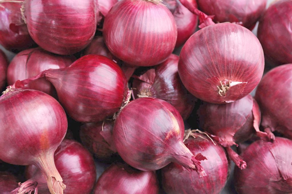 Onion shipments fell 14% in 2023: production in Ica, La Libertad and Arequipa declines