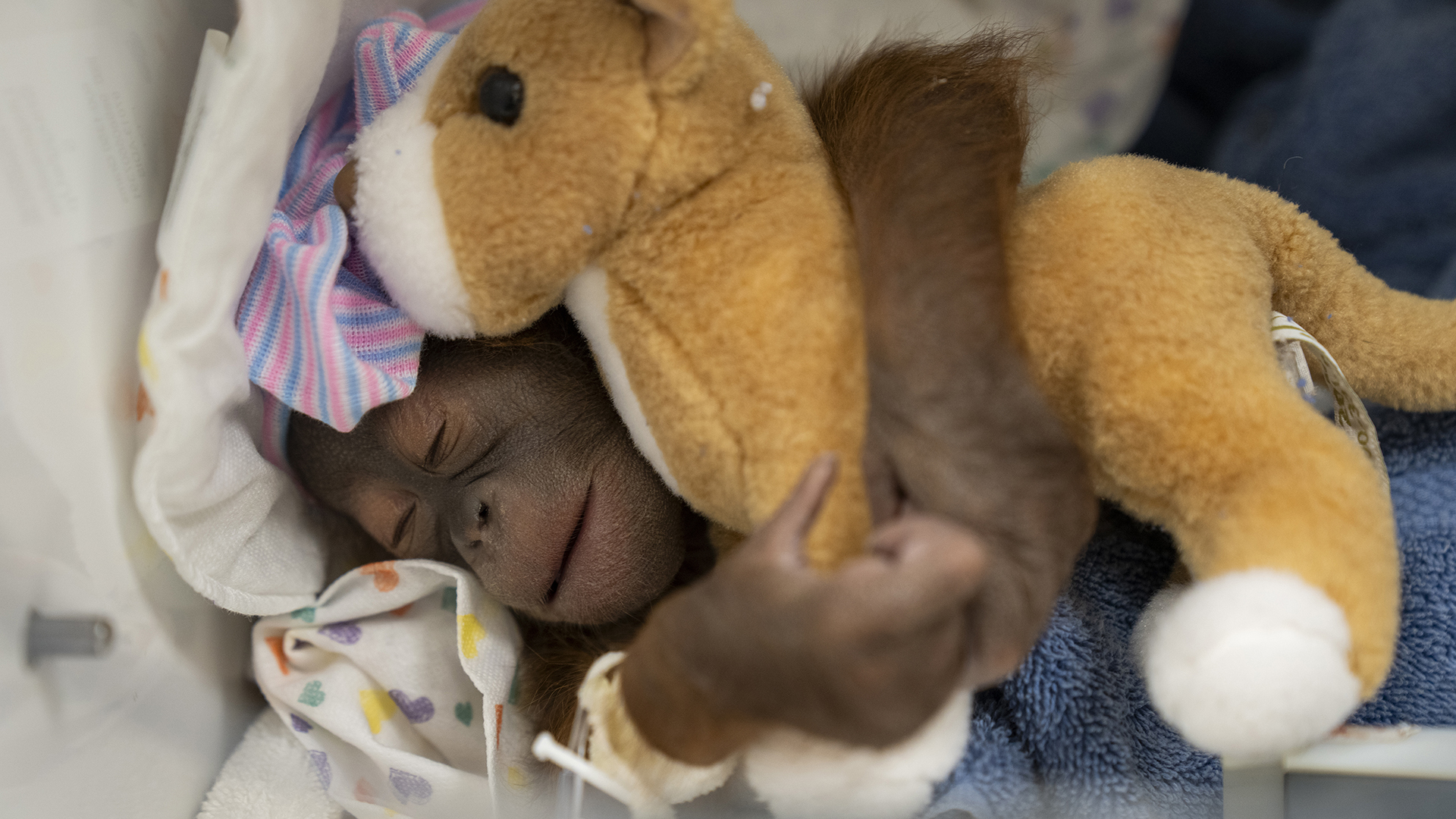 El conmovedor nacimiento por cesárea de un orangután en Estados Unidos en peligro de extinción