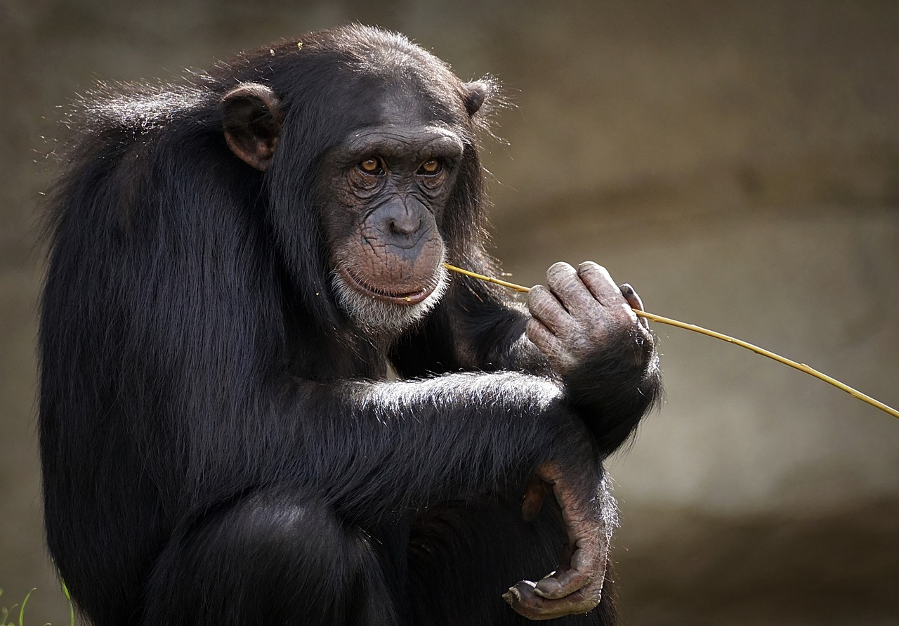 El conmovedor nacimiento por cesárea de un orangután en Estados Unidos en peligro de extinción