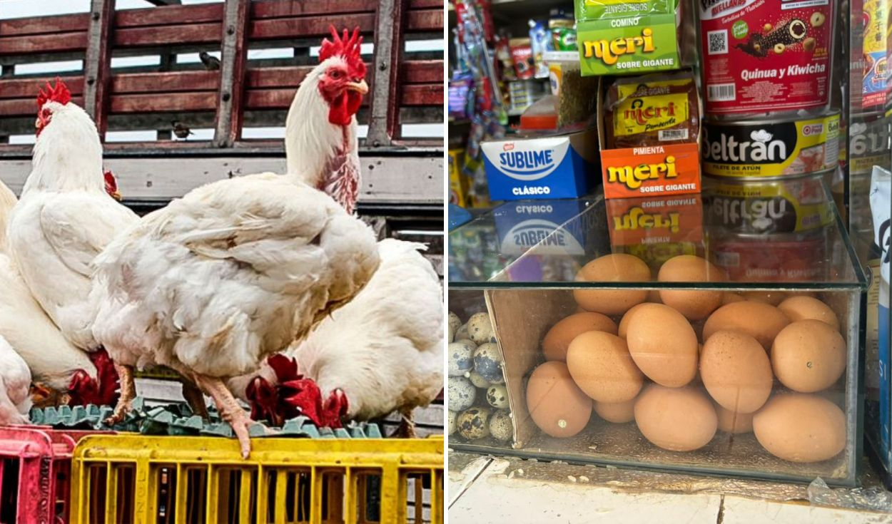 Price of chicken drops, but the cost of eggs increases: how much is a kilo?