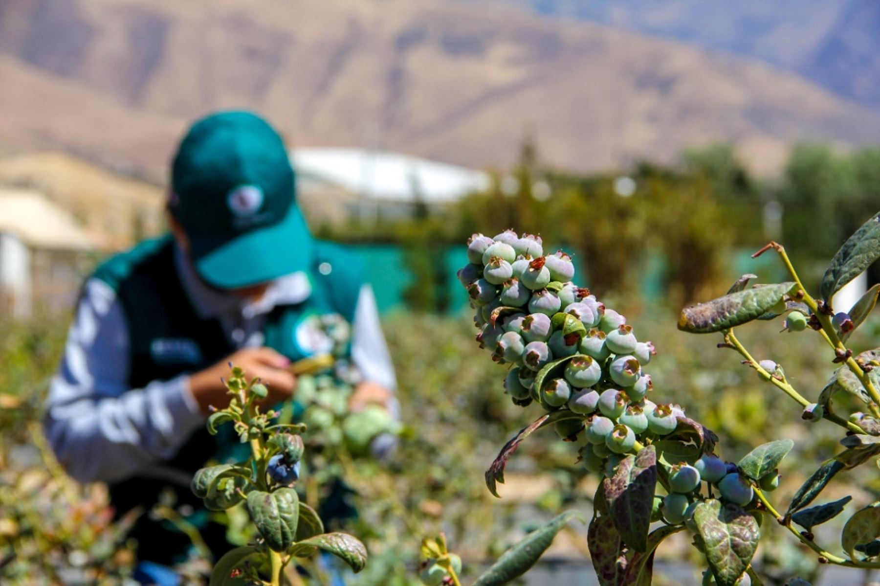 Peru is on track to occupy eighth place as a world fruit exporter in 2024, according to Mincetur