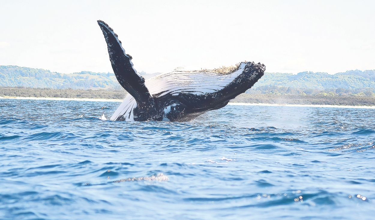 Grau Reserve will allow oil and fishing activity