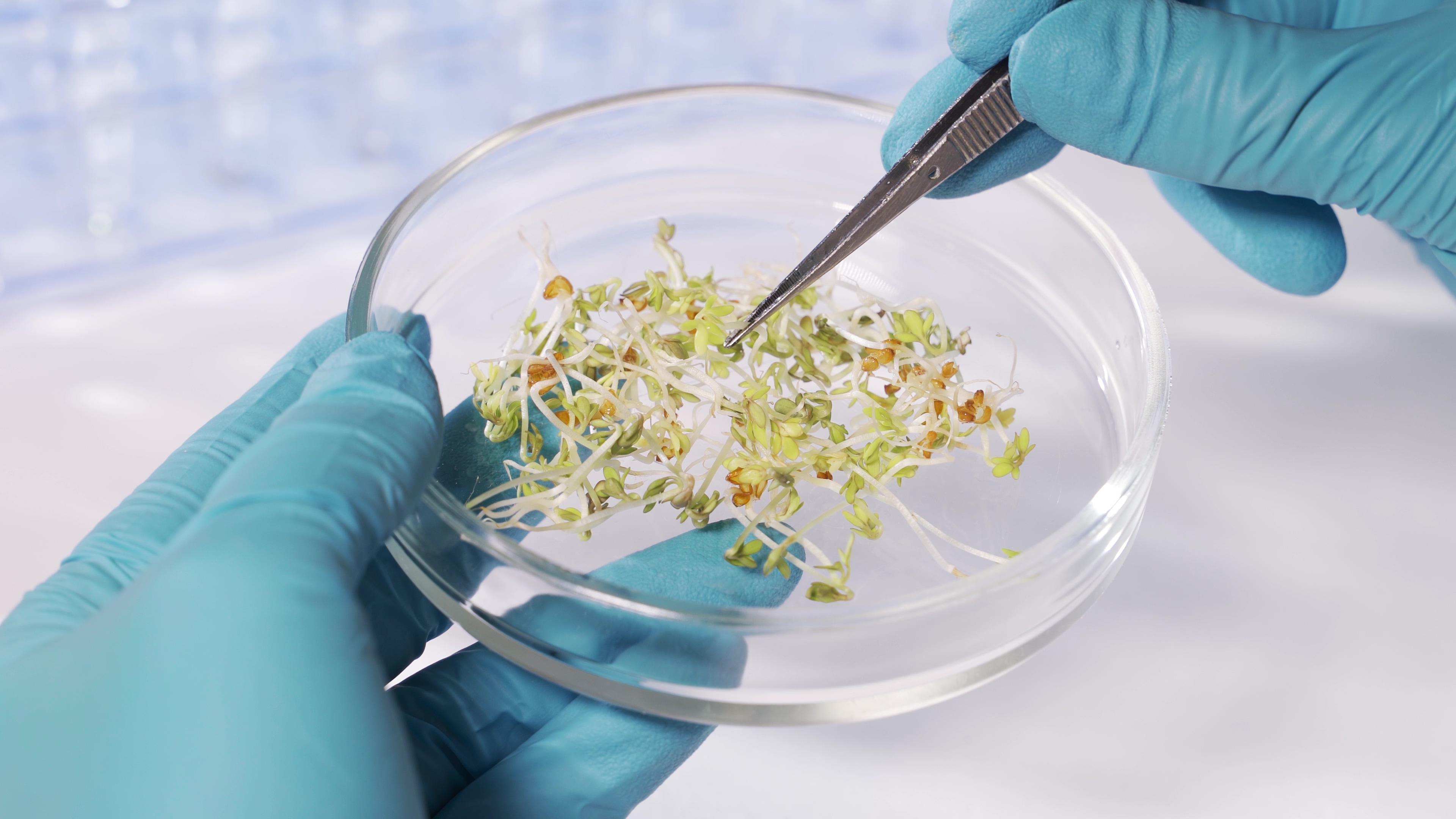 Aspec on possible entry of GMOs into Peru: “It affects agrobiodiversity”