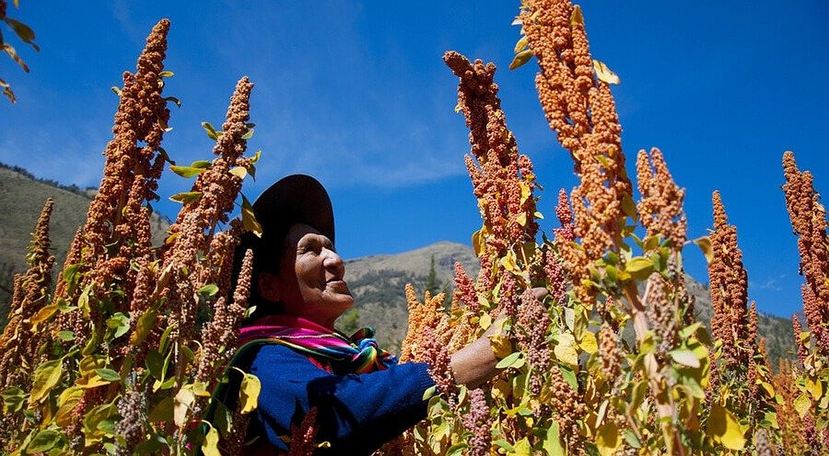 Peru announces the largest irrigation plan in its history: 120,000 hectares of terraces in the mountains