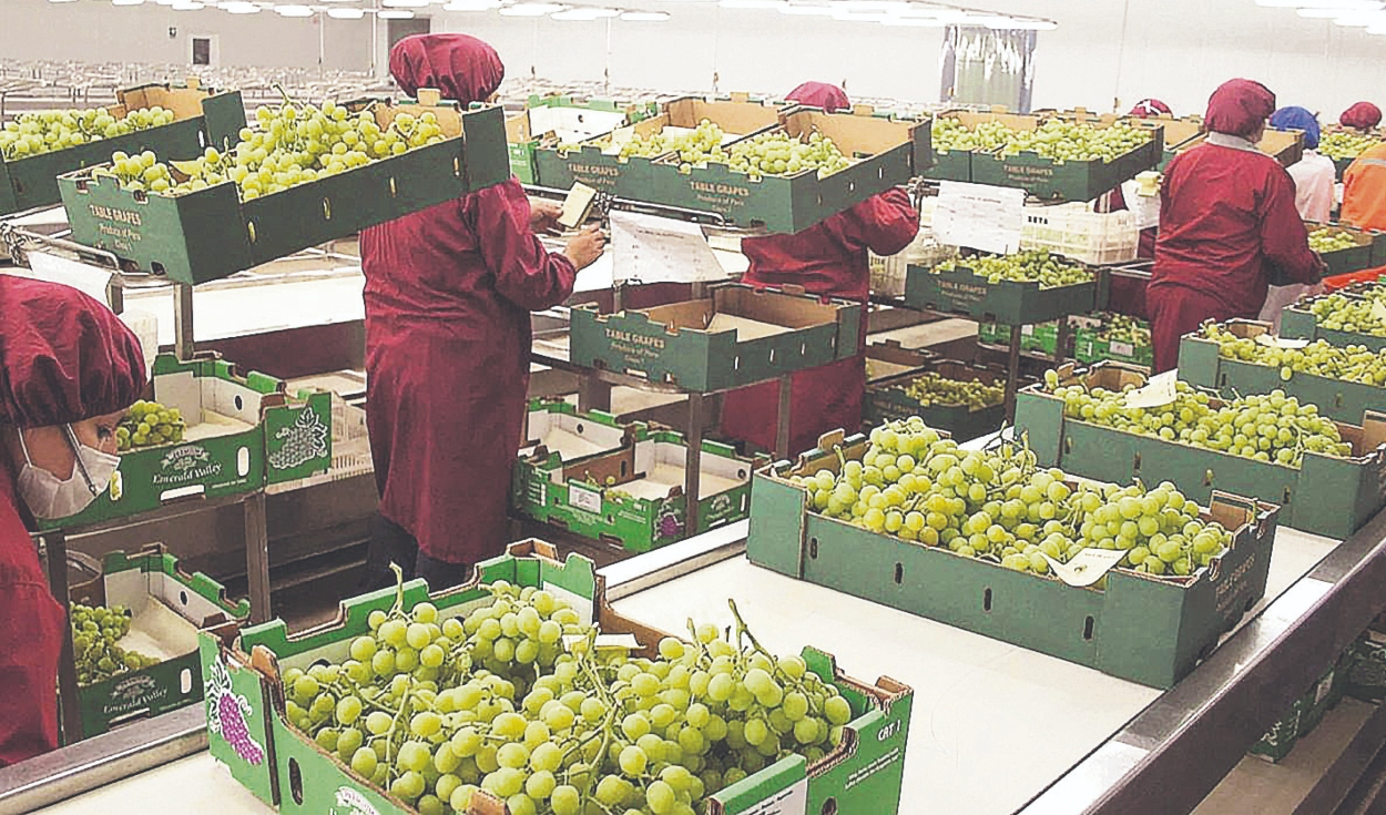 Midagri: agro-exporters will pay 15% of the IR again