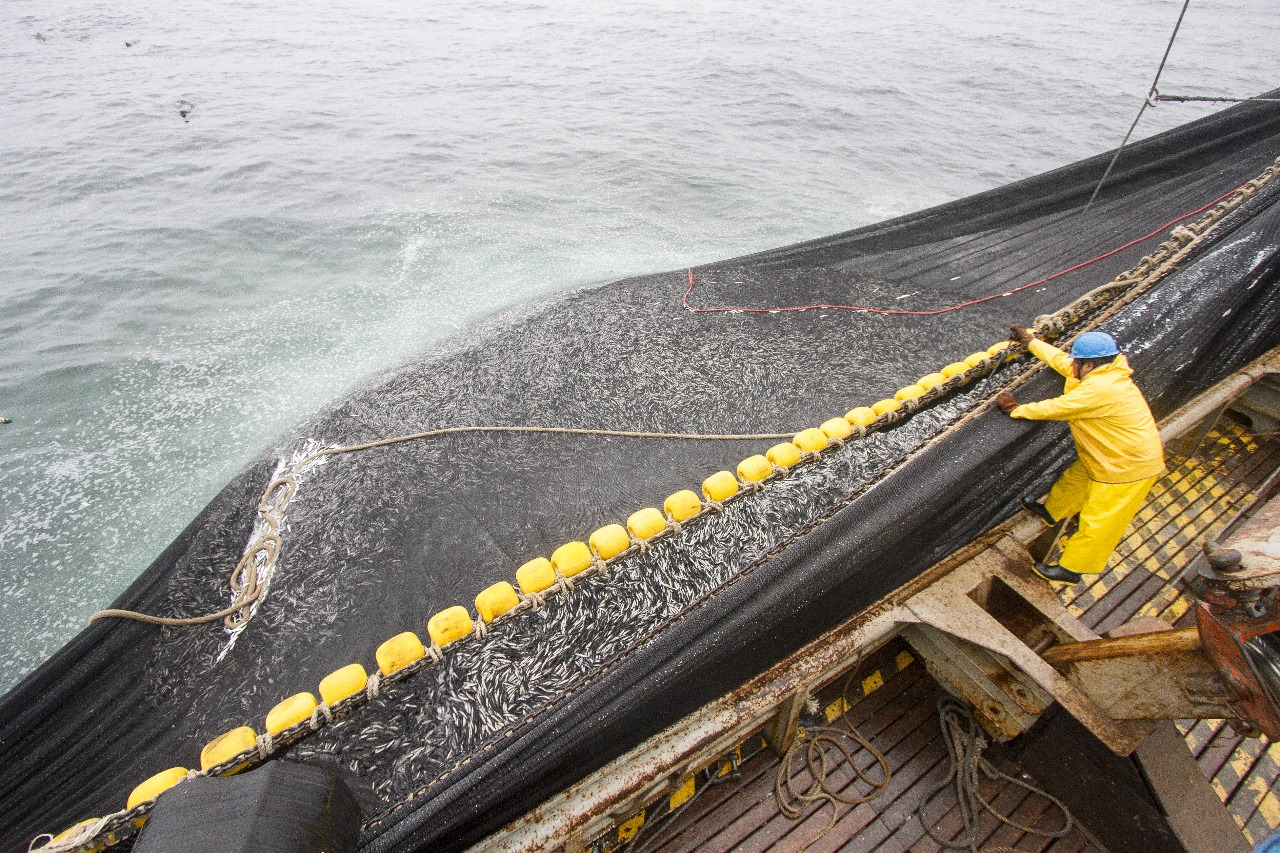 
                                 Anchoveta: cuota de pesca para consumo humano directo será de 150.000 toneladas en 2024 
                            