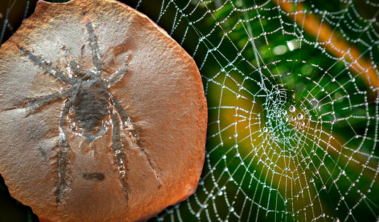 
                                 Descubren nueva especie de araña que habitó los bosques de América hace 308 millones de años 
                            