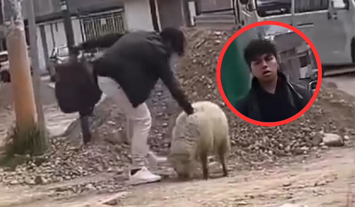 
                                 Joven mata a oveja y justifica el acto como un “mal día”: vecinos piden condena por maltrato animal 
                            