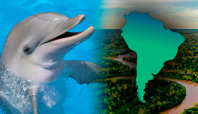 
                                 Los mejores destinos del mundo para el avistamiento de delfines: uno está en Sudamérica 
                            