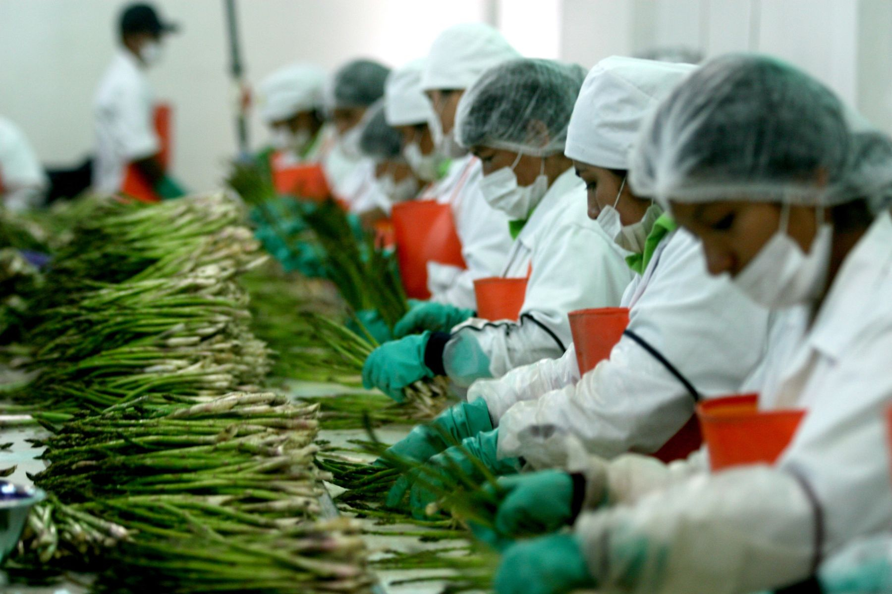 Agribusiness broke employment records: 383,384 positions created in the first quarter