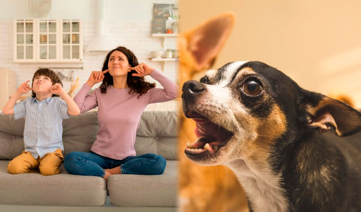 
                                 ¿Puedes ser multado por tener una mascota ruidosa? Esto es lo que dice la Ley 675 de Colombia 
                            