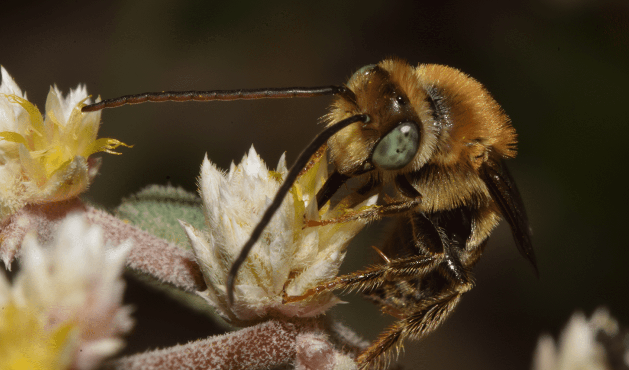 
                                 La importancia de las abejas para la vida en la Tierra y cómo cuidarlas desde casa 
                            