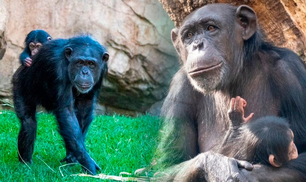 
                                 El inusual caso del chimpancé hembra que carga a su cría muerta hace 3 meses: expertos opinan de su conducta 
                            