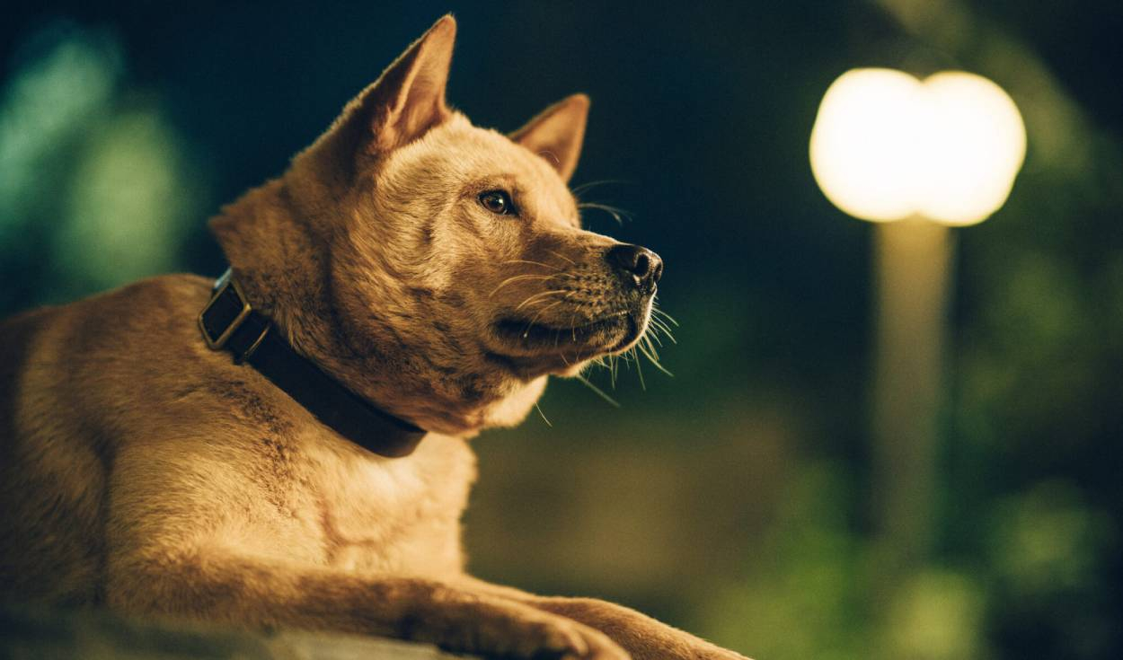 Discover the true story of the dog that inspired the movie 'Hachiko 2 ...