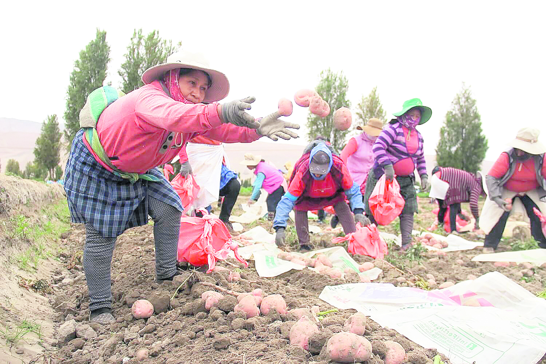 The hands that grow potatoes always lose