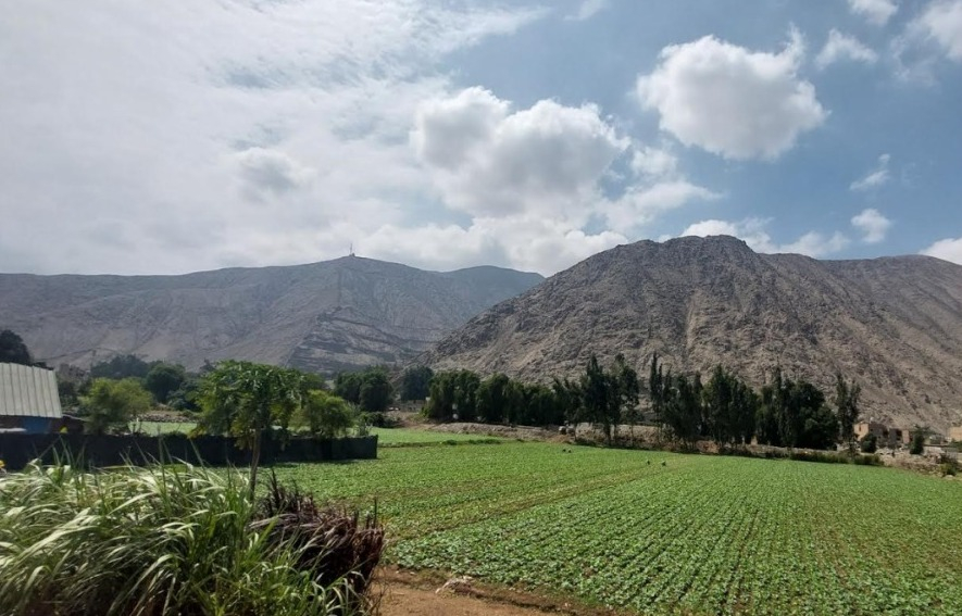 Poverty lags: They ask to work directly with farmers in the valleys of Lima
