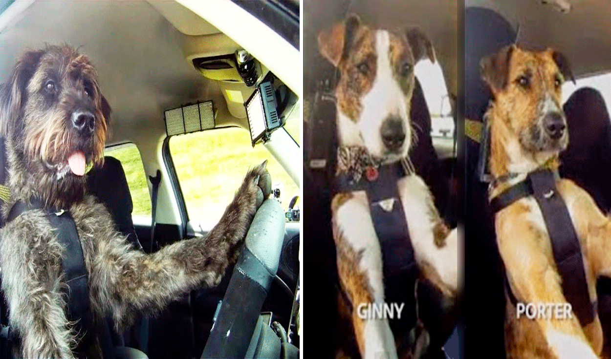 
                                 Refugio de animales sorprende al enseñar a perros a conducir autos y en redes bromean: “Tomaré un ‘perruber'” 
                            