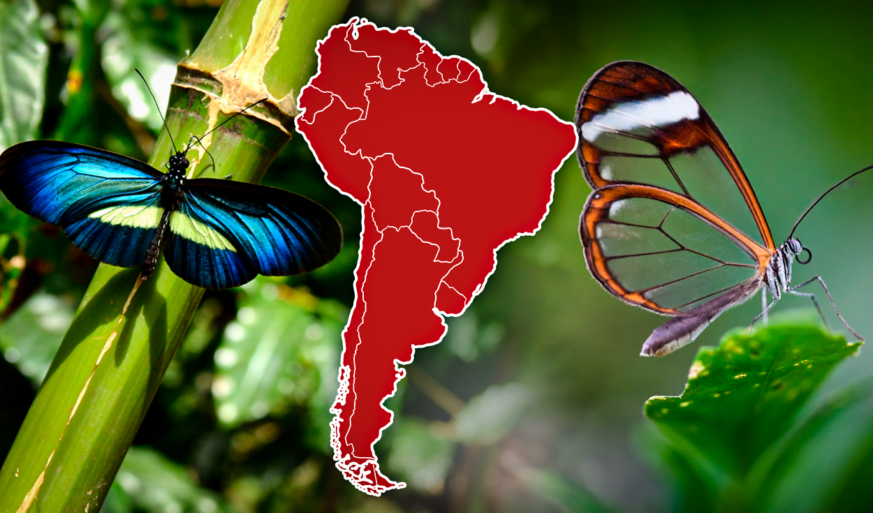 
                                 El país de Sudamérica que alberga la mayor variedad de especies de mariposas en el mundo 
                            