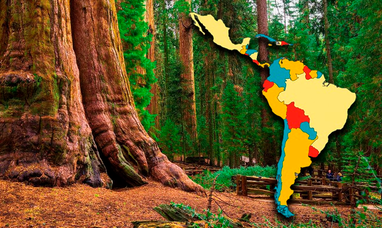 
                                 El país de América dónde está el árbol más grande del mundo: triplica el tamaño del Baobab 
                            