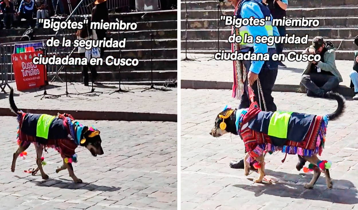 
                                 Visten a perrito con traje inca y acapara las miradas en desfile por Mes Jubilar en Cusco: “Solo en Perú” 
                            