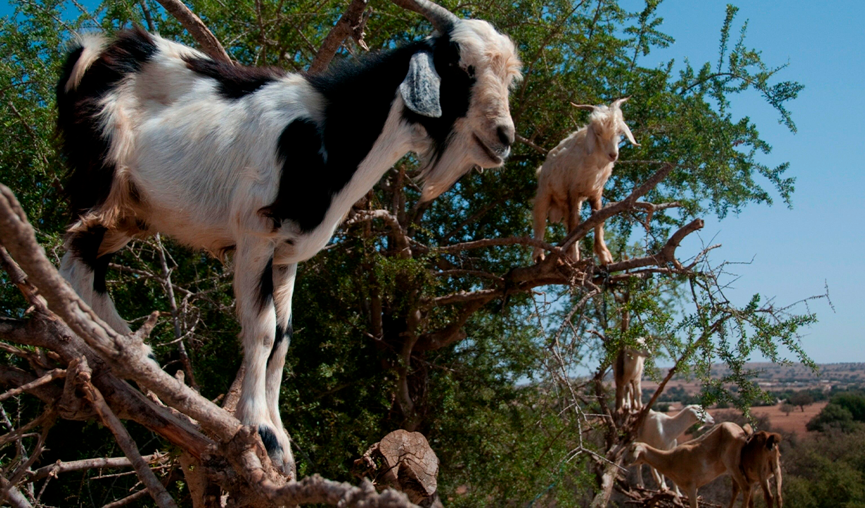 
                                 Conoce el país donde las cabras se trepan a los árboles para alimentarse: suben hasta 10 metros 
                            