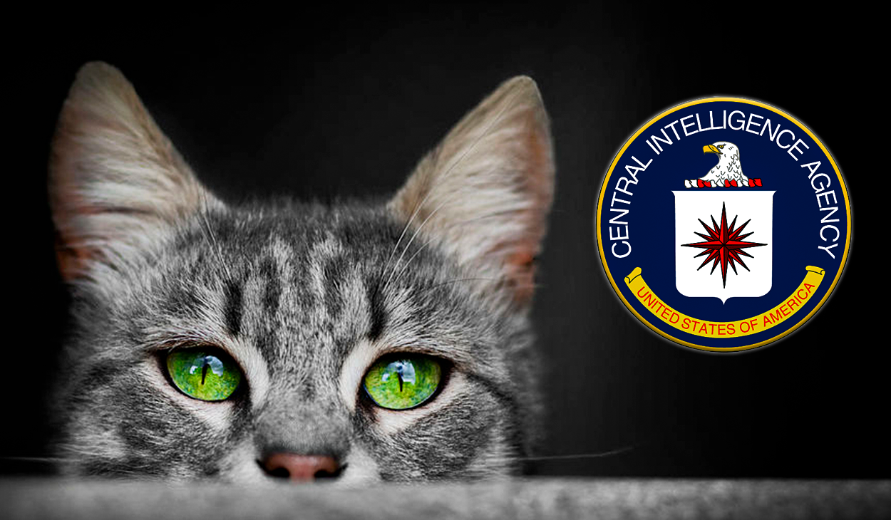 
                                 Operación Acoustic Kitty, la misión que costó US$20 millones y quiso convertir a gatos callejeros en agentes de la CIA 
                            