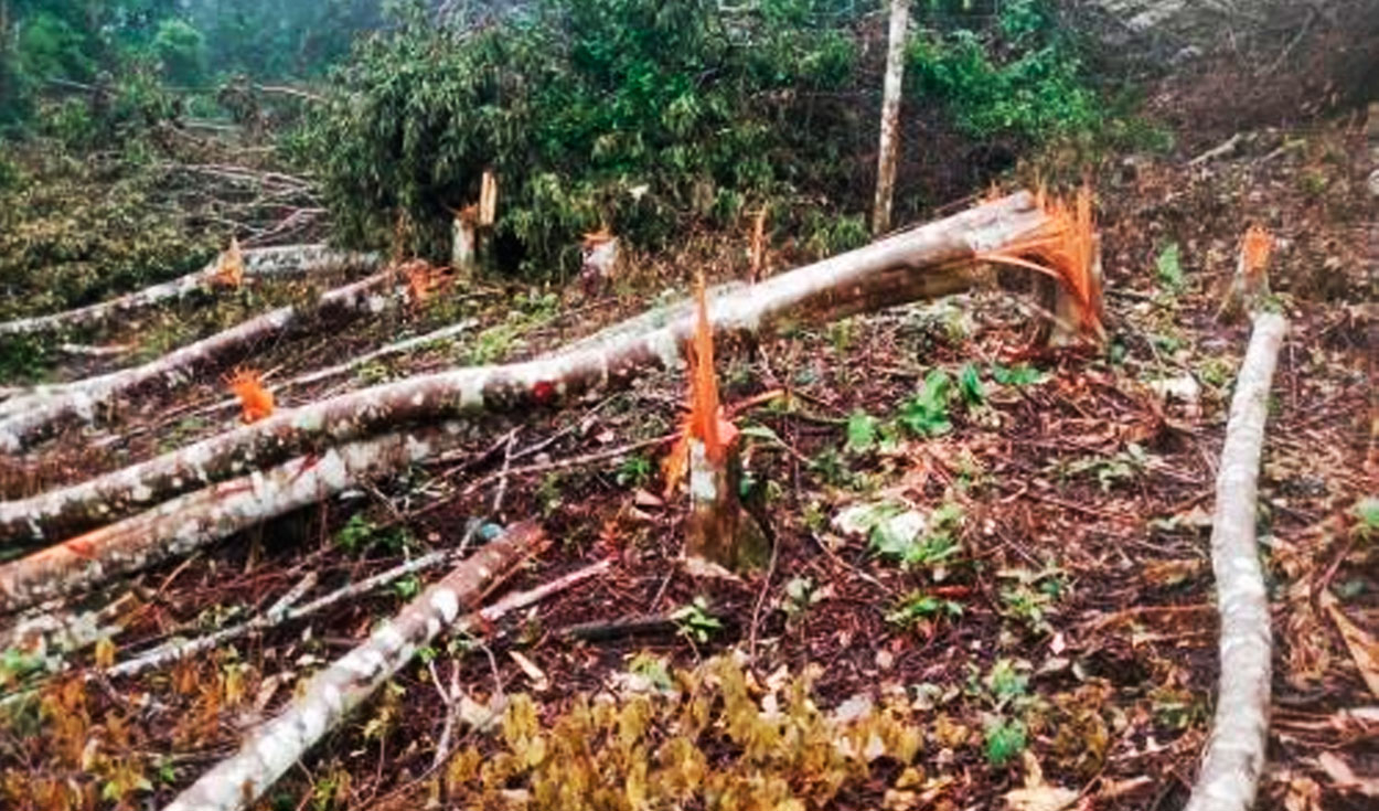 
                                 ¡Atentado ecológico! Fiscalía constata deforestación de bosques en cordillera Escalera en San Martín 
                            