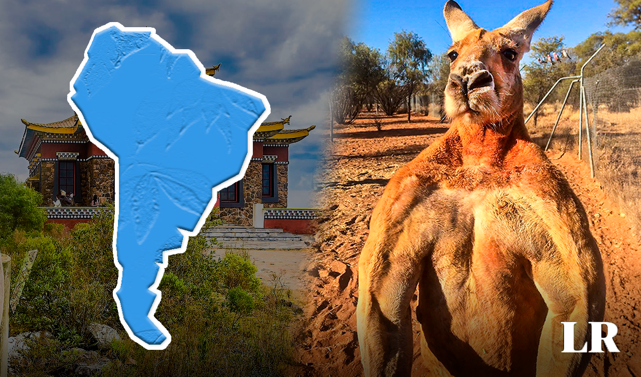 
                                 Este país de Sudamérica perdería una 'guerra' contra los canguros de Australia: cada ciudadano pelearía con 14 
                            