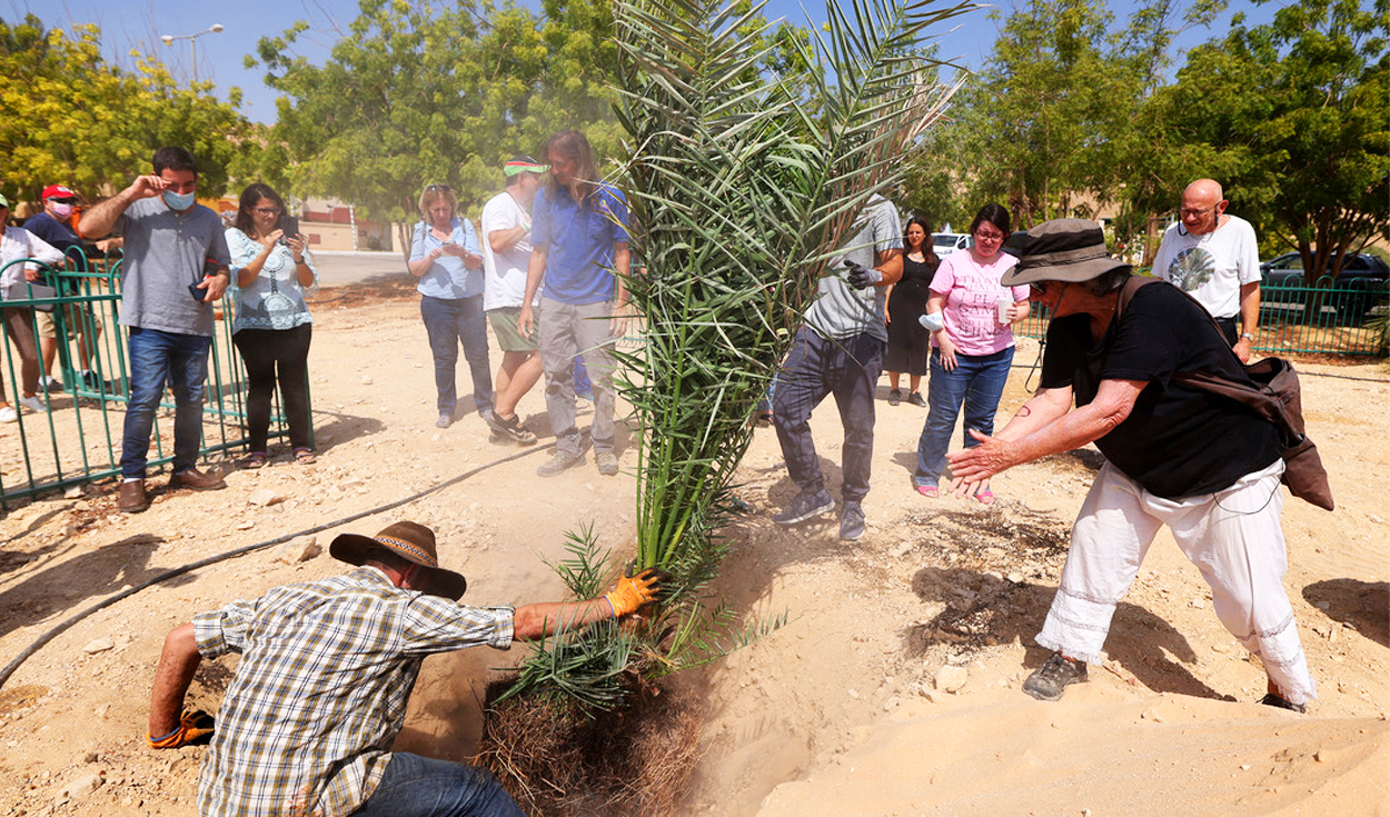 
                                 Científicos plantan semillas de hace 2.000 años y resucitan un árbol legendario del palacio de Herodes 
                            