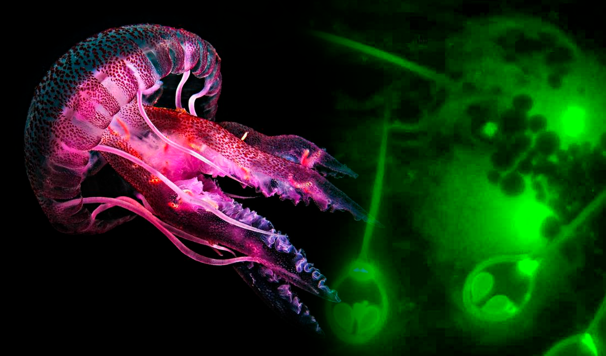 
                                 El único animal que no respira y no necesita oxígeno para sobrevivir: se parece a una medusa 
                            