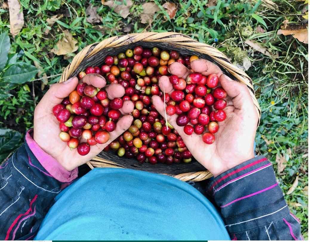 Peruvian producers manage to recover more than 10,000 hectares of coffee