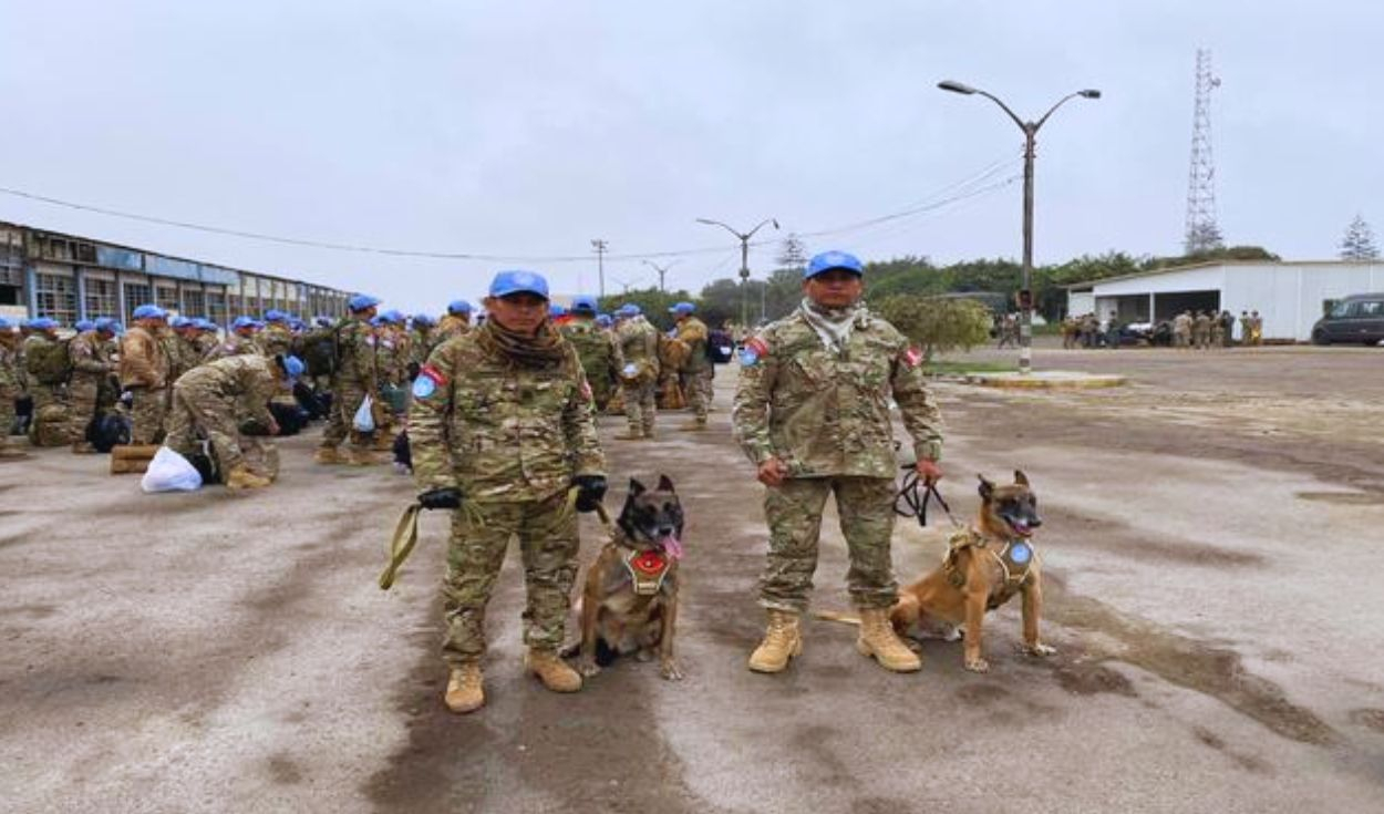 
                                 ¡Zarex y Divix se van a África! Conoce a los perros peruanos que participarán en misión de paz de la ONU 
                            