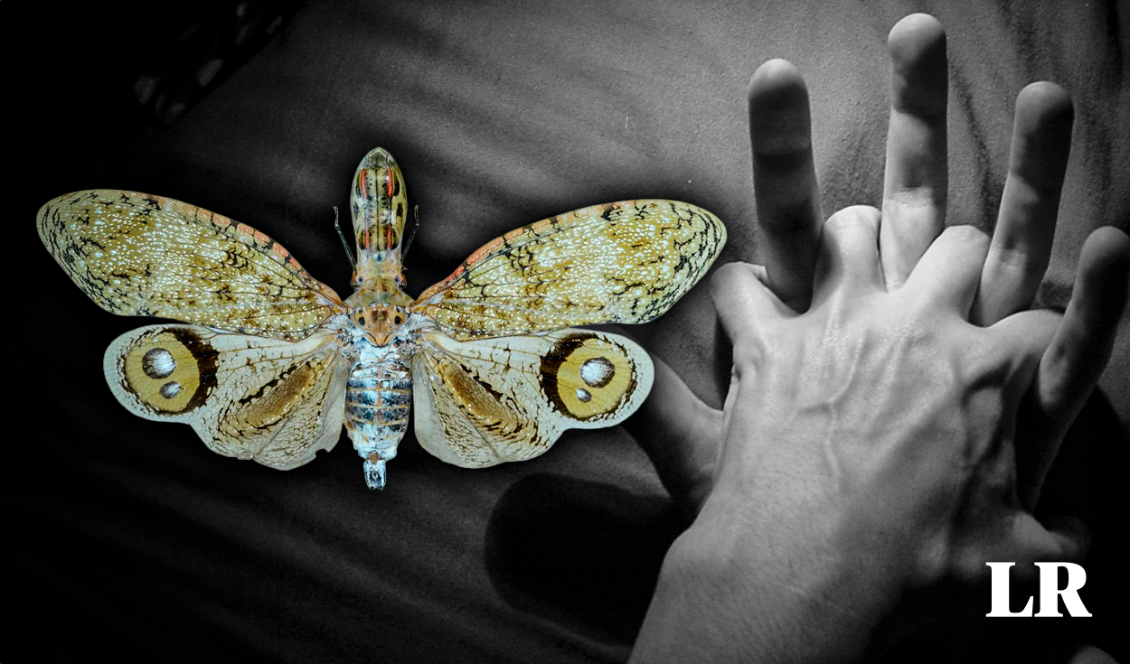 
                                 La leyenda de la Machaca, el insecto cuyo veneno solo se cura con sexo y habita en Sudamérica 
                            