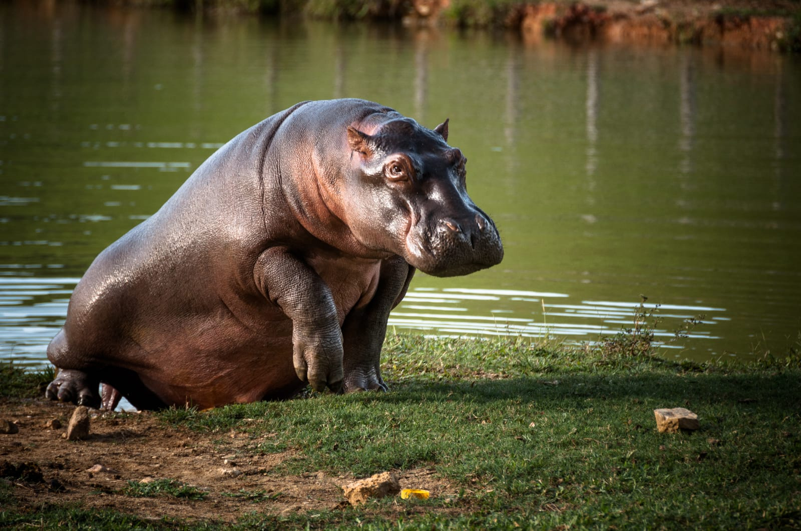 
                                 Los hipopótamos pueden elevarse por los aires mientras corren, según un estudio reciente 
                            