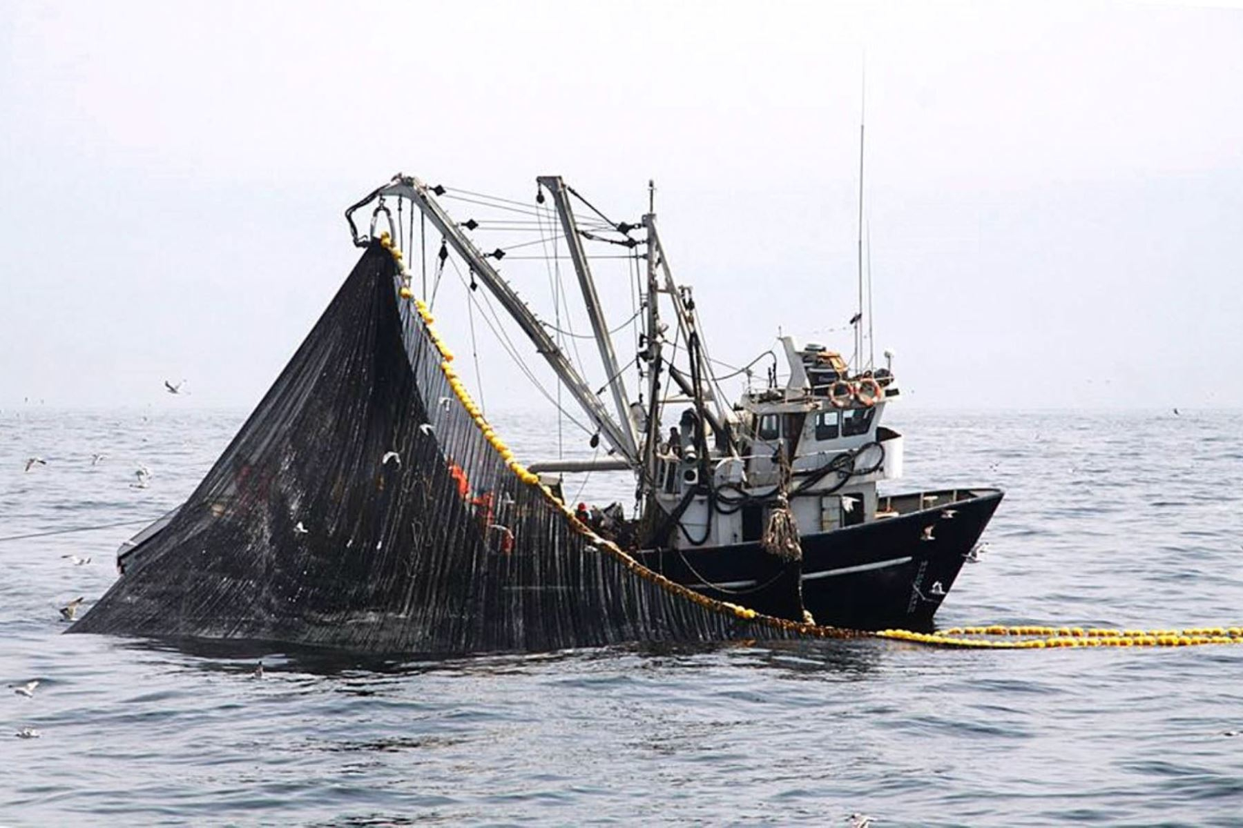 
                                 Más de 70 embarcaciones extranjeras pescan sin control satelital 
                            