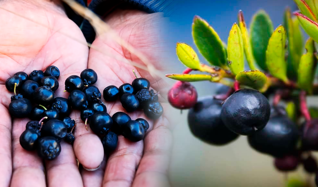 
                                 Conoce la fruta que crece en el Perú y tiene el mismo efecto que el alcohol: los españoles la consideraban maldita 
                            
