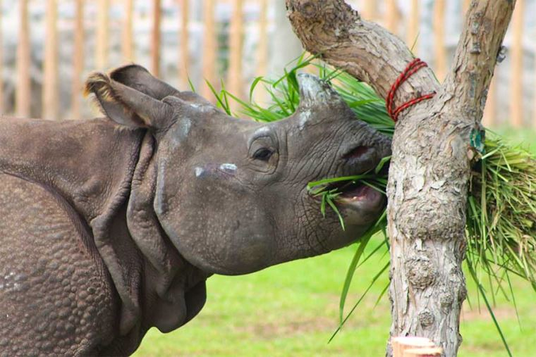 
                                 Parque de las Leyendas: rinoceronte de la India cumple 4 años este 9 de julio 
                            
