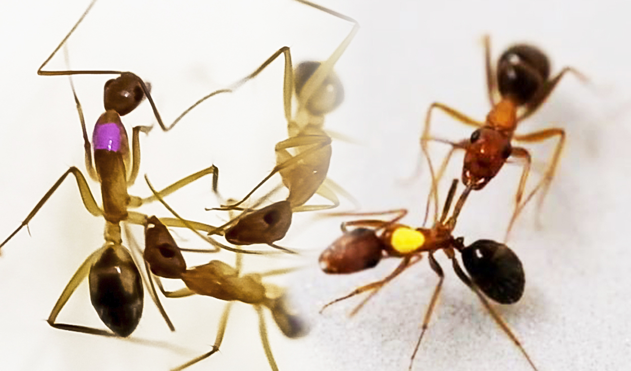 
                                 Las 'hormigas cirujanas' de Estados Unidos saben curar o amputar las patas de sus hermanas luego de un combate 
                            